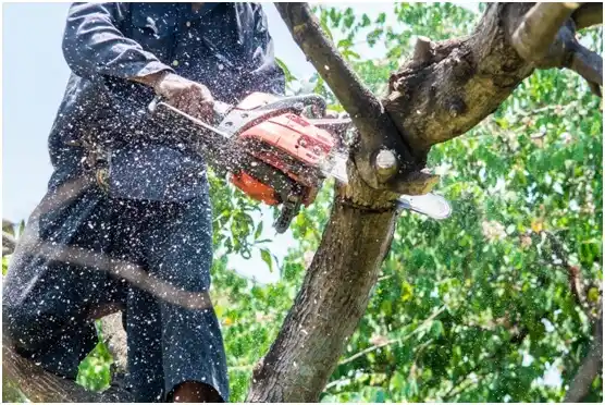 tree services Newbern